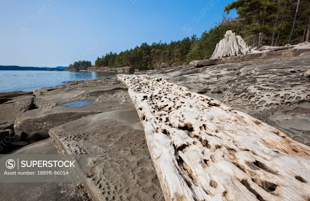 Weathered Driftwood And Rock Formations On Portland Island In The Gulf Islands, British Columbia Canada