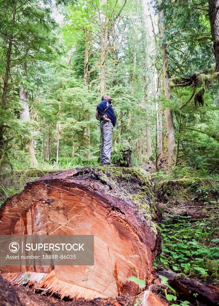 A Middle Aged Man Hiking In A Logged Forest On Vancouver Island, British Columbia Canada