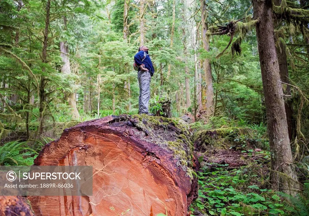 A Middle Aged Man Hiking In A Logged Forest On Vancouver Island, British Columbia Canada
