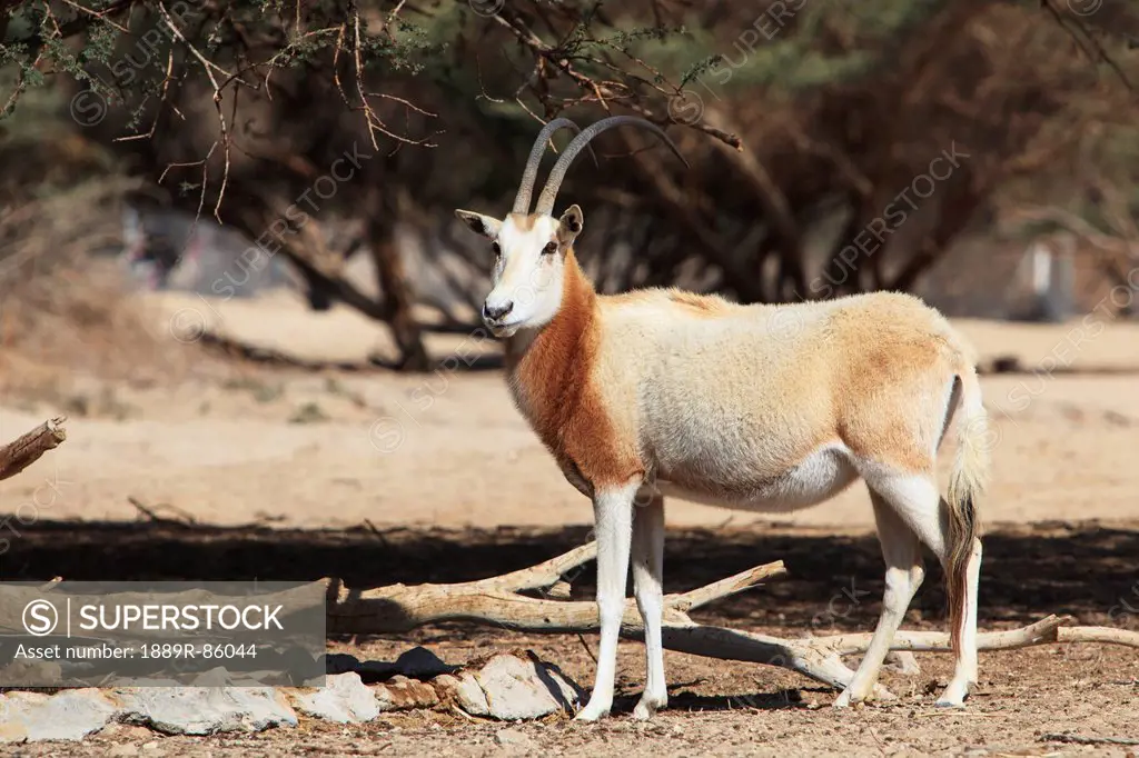 Sahara Oryx, Israel