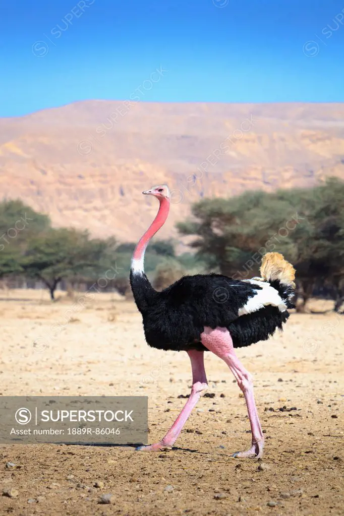 Ostrich Walking In An Arid Field, Israel