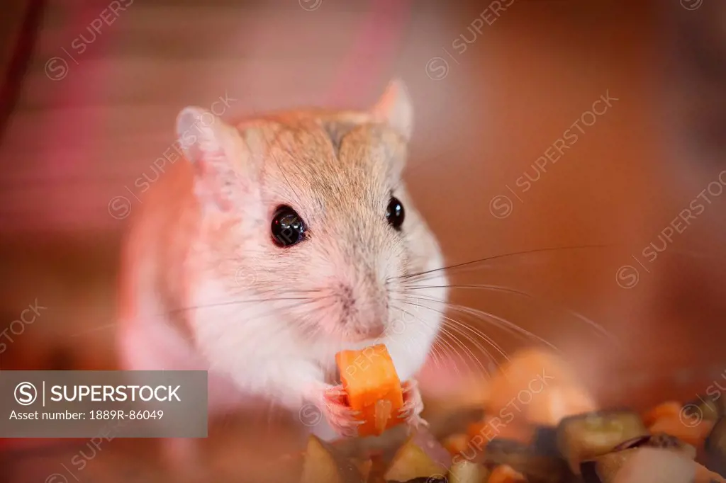 Mouse Eating A Piece Of Carrot, Israel