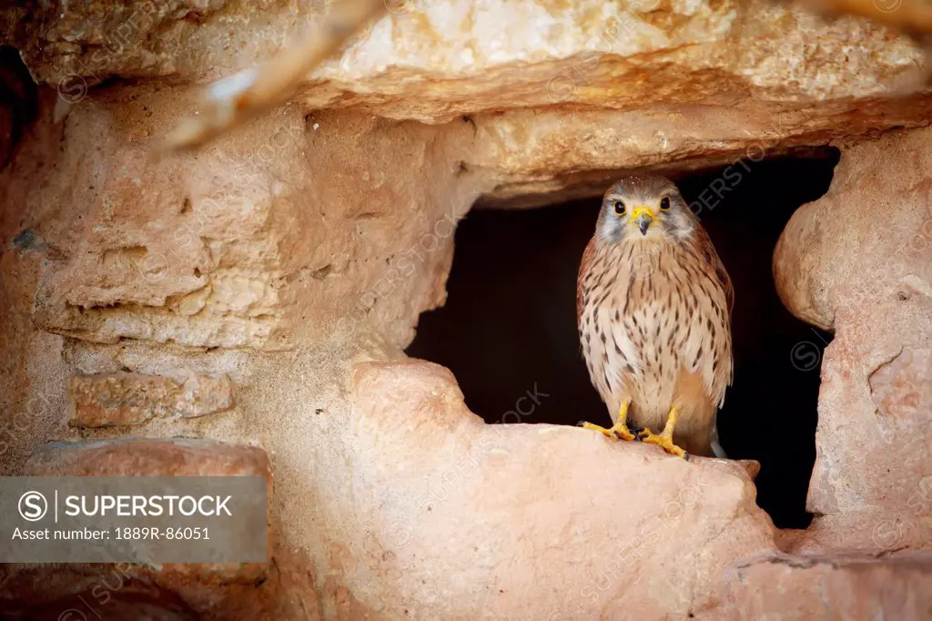 Bird Perched In The Opening Of A Cave, Israel