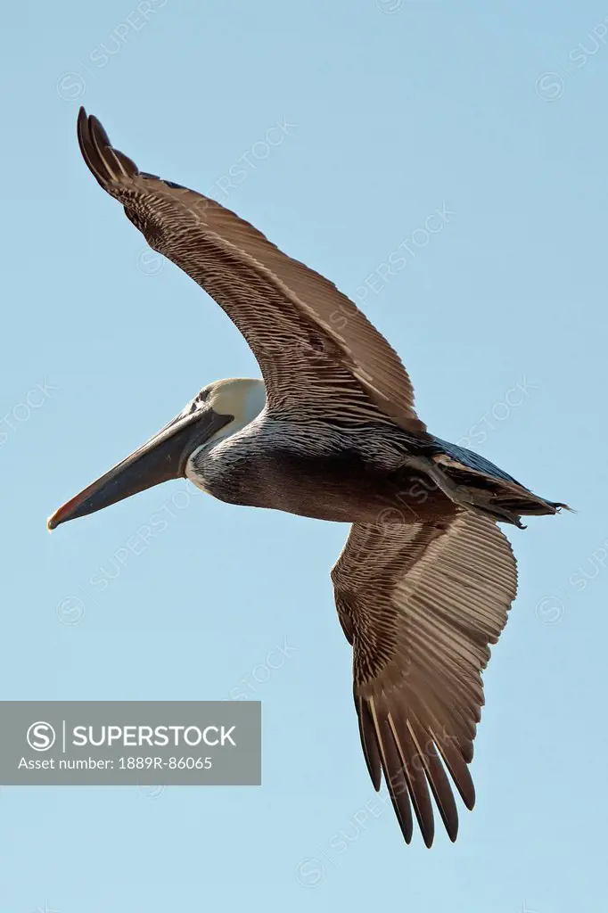 A Bird In Flight, Gulf Shores Alabama United States Of America