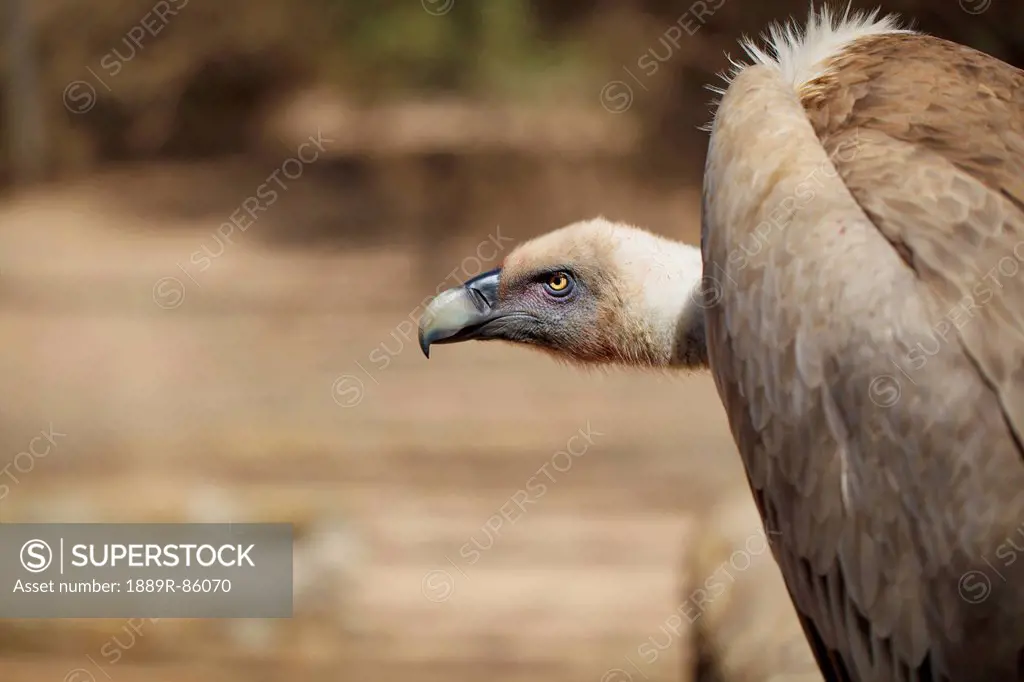 Vulture, Israel