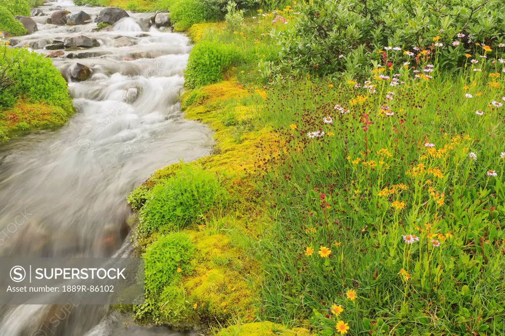 Summer Alpine Wildflowers And Stream Along Skyline Trail Near Paradise Mount Rainier National Park, Washington United States Of America