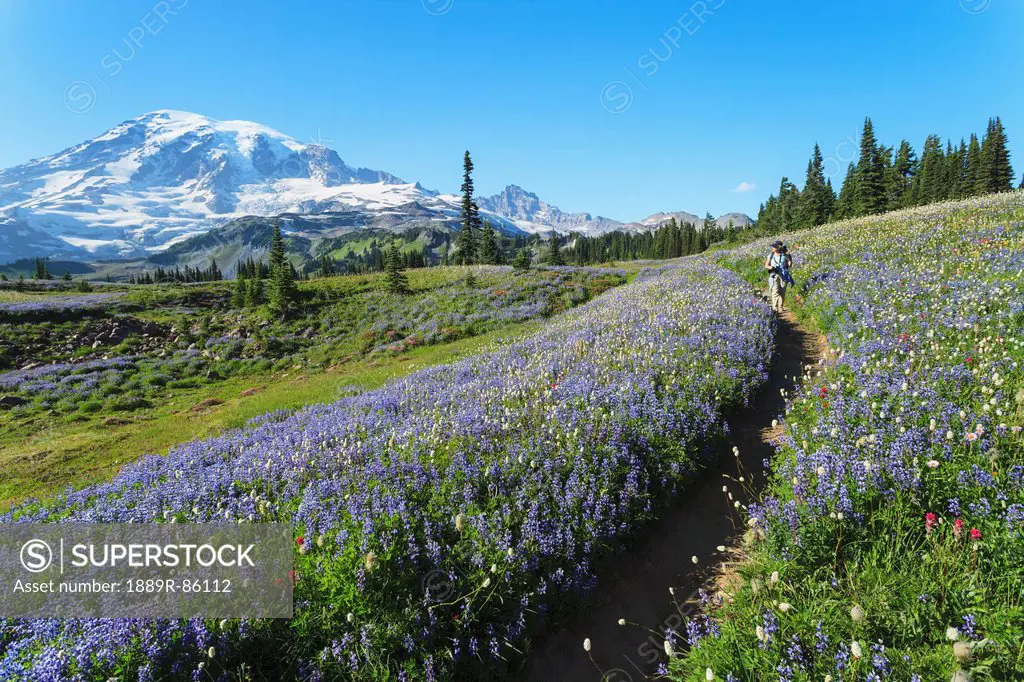 Woman Hiking On Skyline Trail Near Paradise With Alpine Wildflowers Mount Rainier National Park, Washington United States Of America
