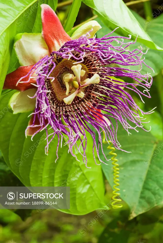 The Striking And Intricate Blossom Of The Passionfruit Flower, San Vicente Ecuador