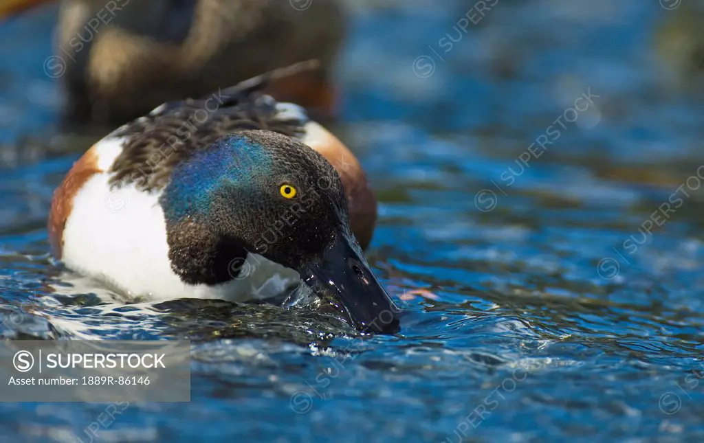 Northern Shoveler Anas Clypeata A Type Of Dabling Duck Feeds In The Pristine Waters, Alaska United States Of America