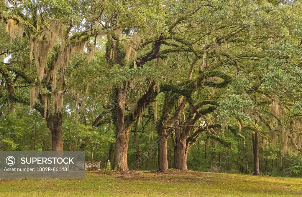Trees In Natchez Trace Parkway, Mississippi United States Of America