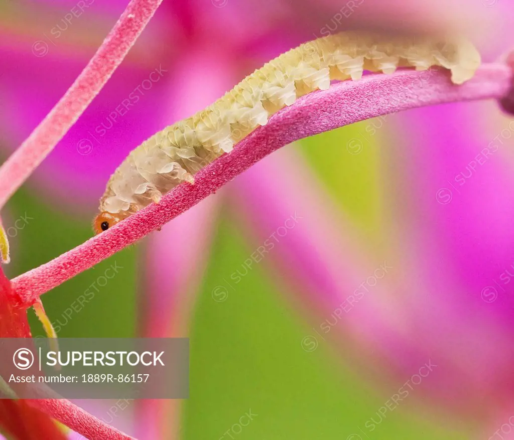 A Caterpillar On A Stem Of Fireweed, Portage Alaska United States Of America