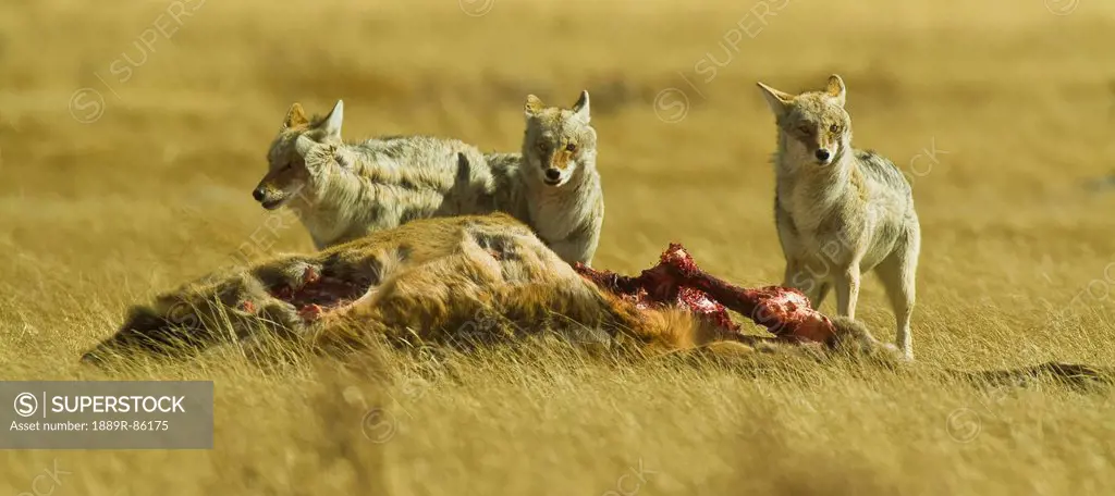 Coyotes Canis Latrans Around The Carcass Of An Elk, Colorado United States Of America