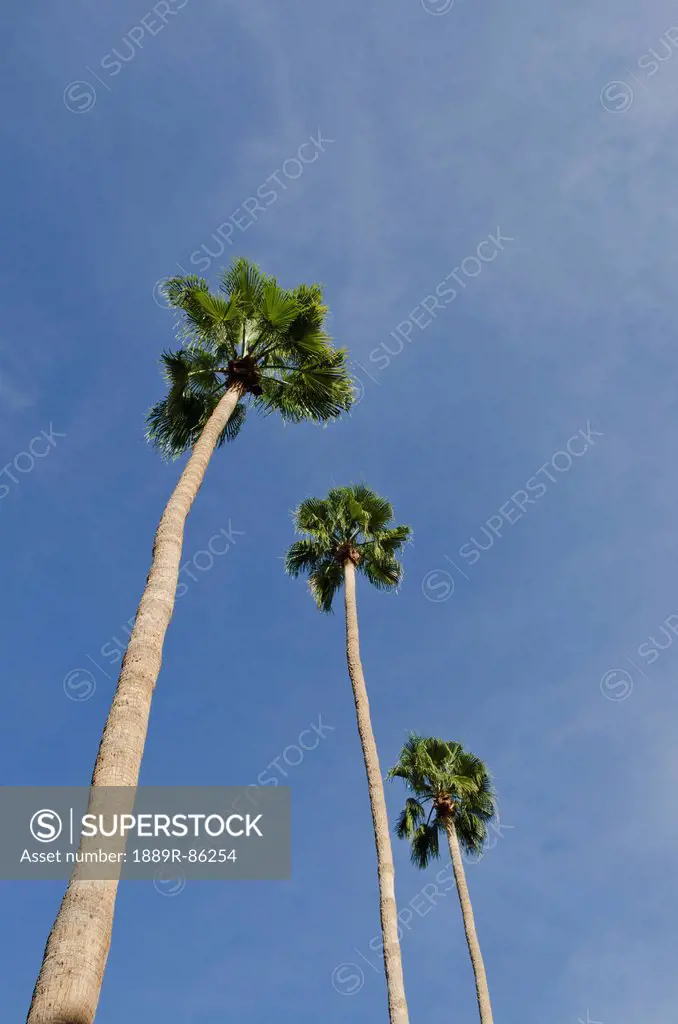Low Angle View Of Palm Trees Against A Blue Sky, Palm Springs California United States Of America
