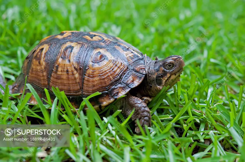 Tortoise In The Grass;Tuscaloosa Alabama United States Of America