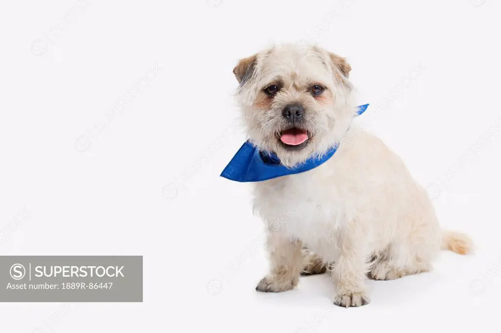 Dog With A Blue Bandana Collar On A White Background;St. Albert Alberta Canada