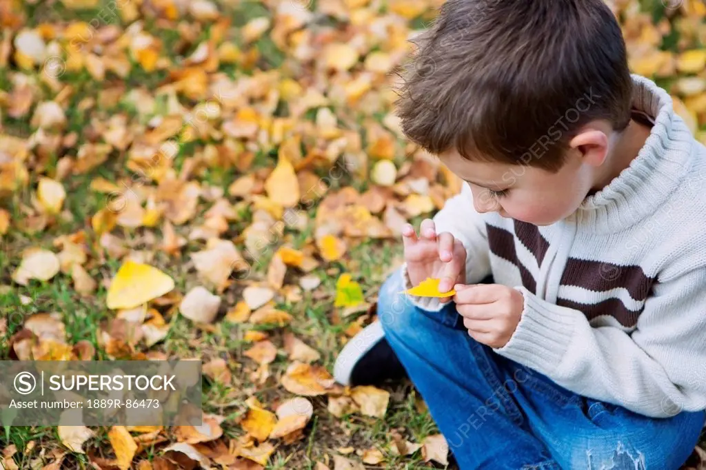 A Young Boy Sits On The Ground Looking At A Fallen Leaf In Autumn;St Albert Alberta Canada