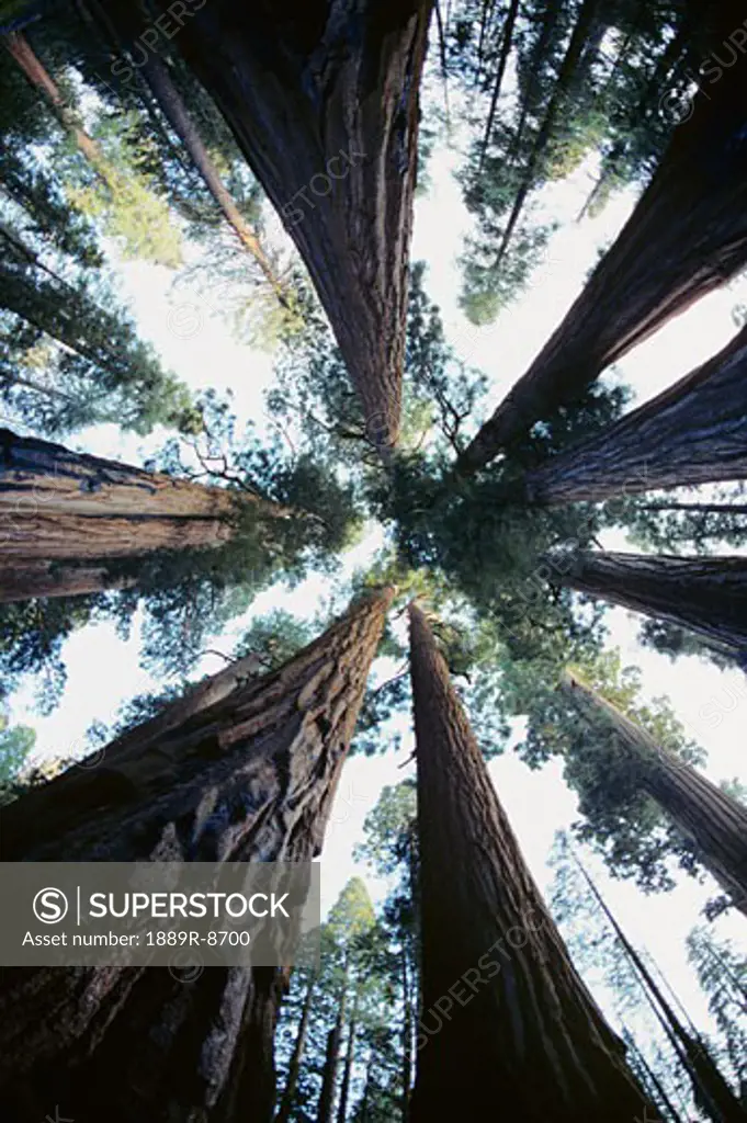 Looking upward at Redwood trees
