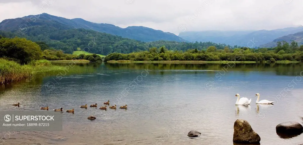 Swans And Ducks Swimming In A Lake;Langdale Lake District Cumbria England