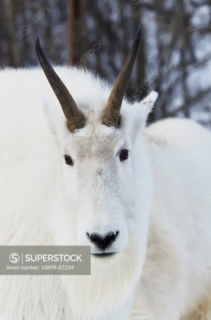 Mountain Goats (Oreamnos Americanus);Yukon Canada