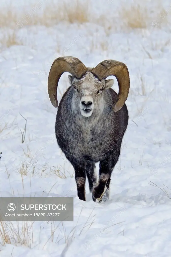 Stone Sheep (Ovis Dalli Stonei);Yukon Wildlife Preserve