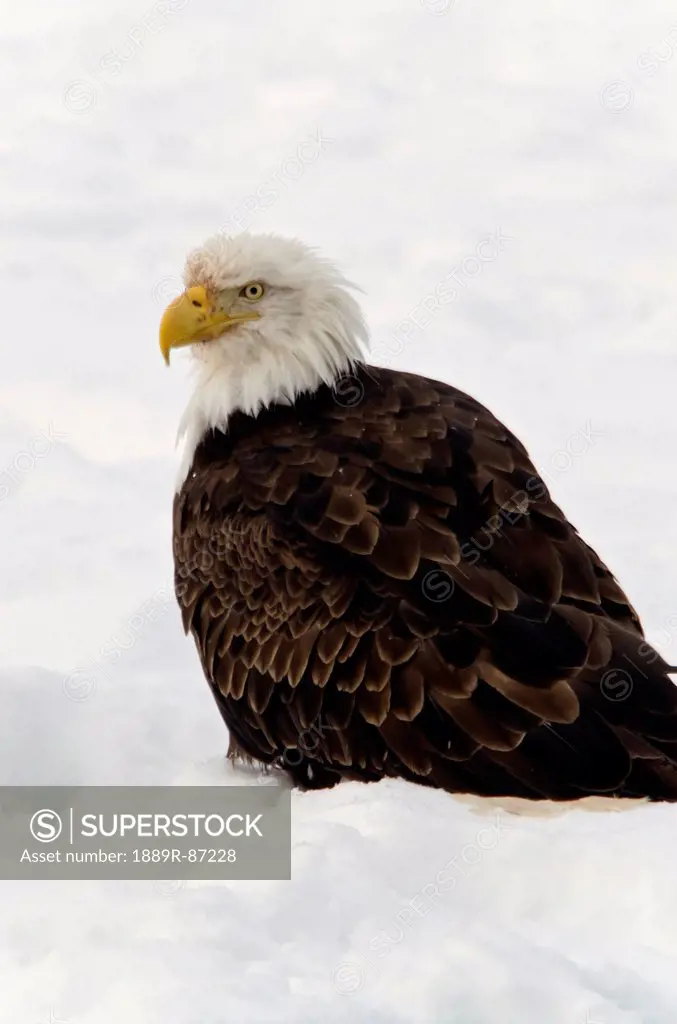 Bald Eagle (Haliaeetus Leucocephalus) Chilkat Bald Eagle Preserve;Alaska United States Of America