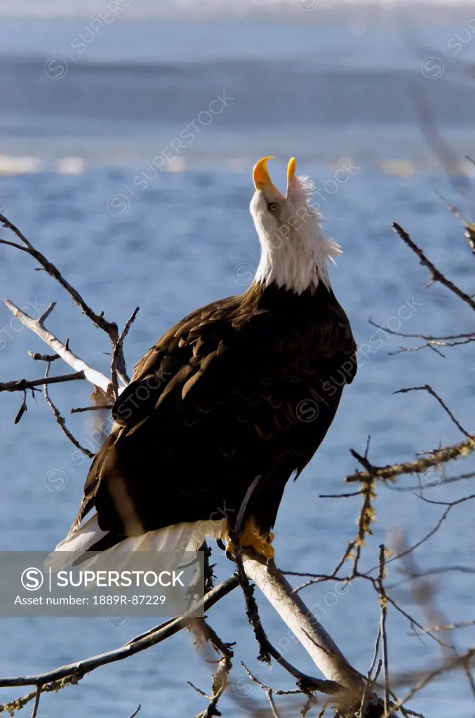 Bald Eagle (Haliaeetus Leucocephalus) Chilkat Bald Eagle Preserve;Alaska United States Of America