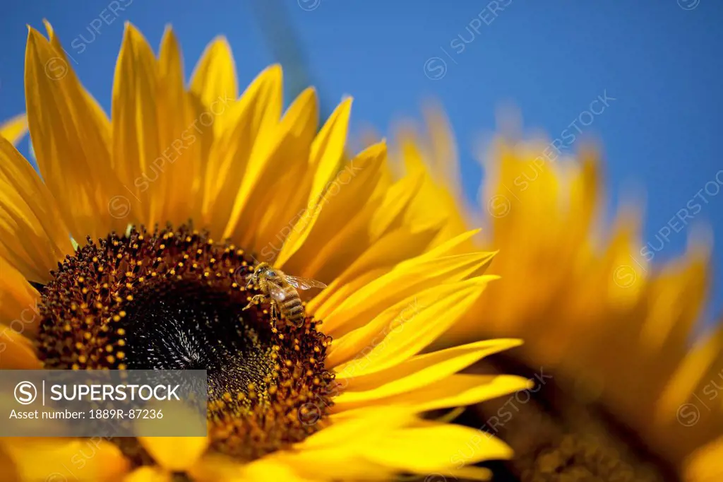 Bee On A Sunflower;Milton Ontario Canada