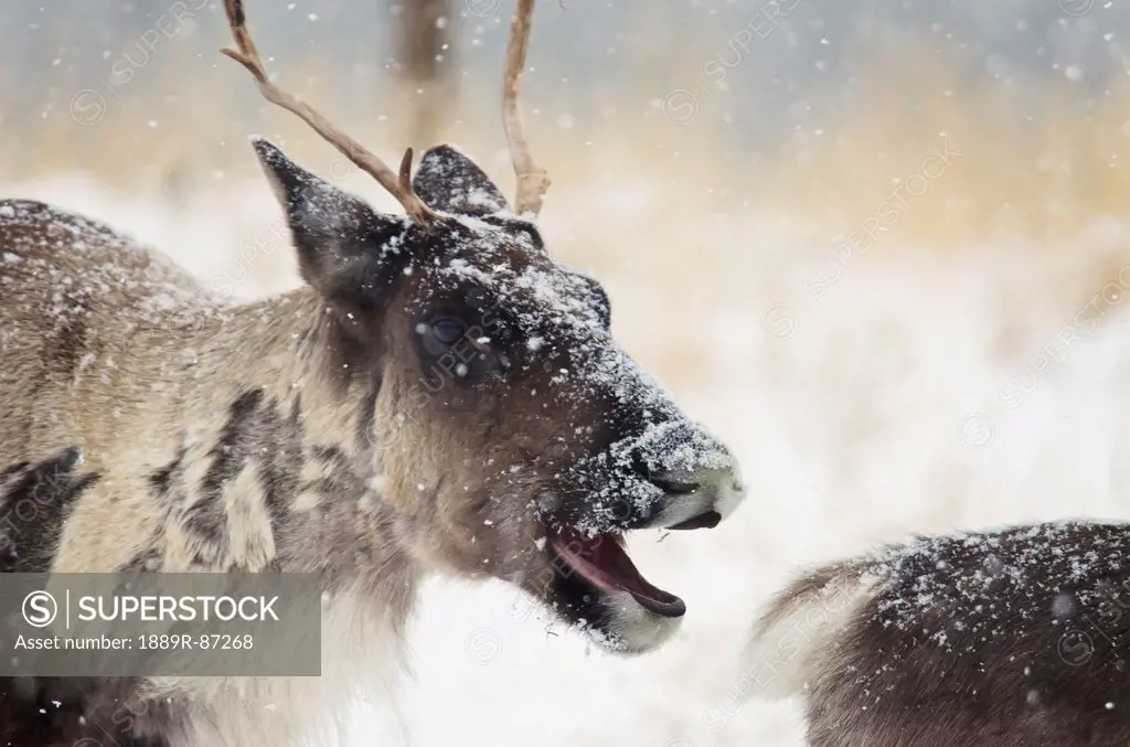 Caribou In A Snowstorm With It's Mouth Open;Yukon Canada
