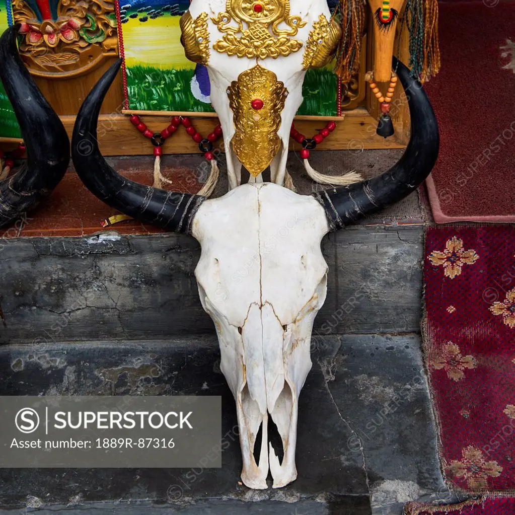 Skull of an animal head on a step;Lhasa xizang china