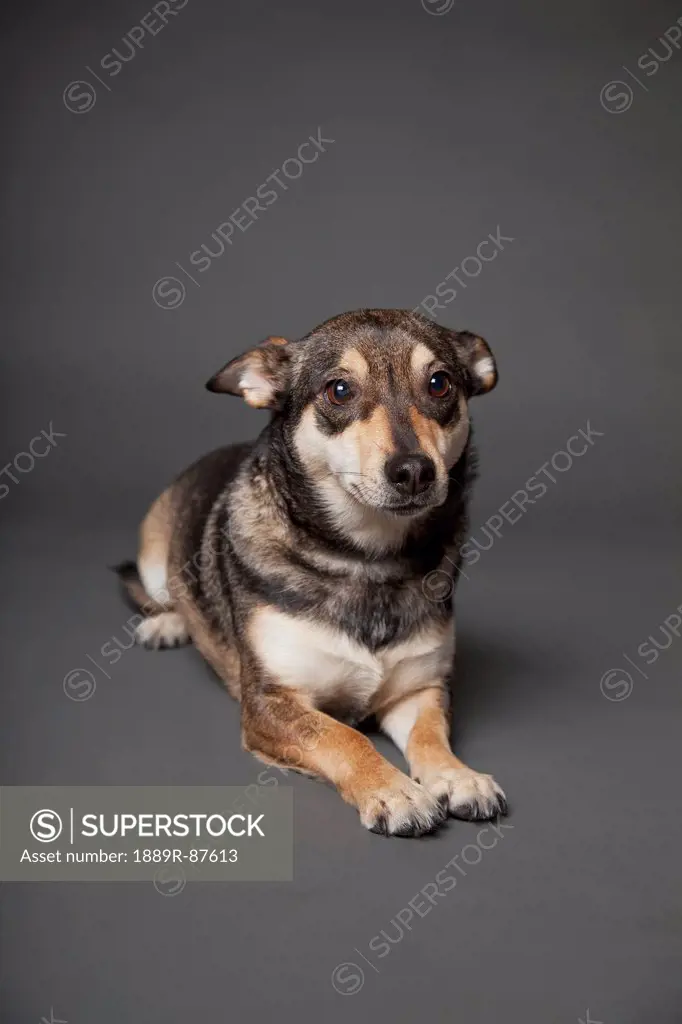 Portrait Of A Dog On A Grey Background;Edmonton Alberta Canada