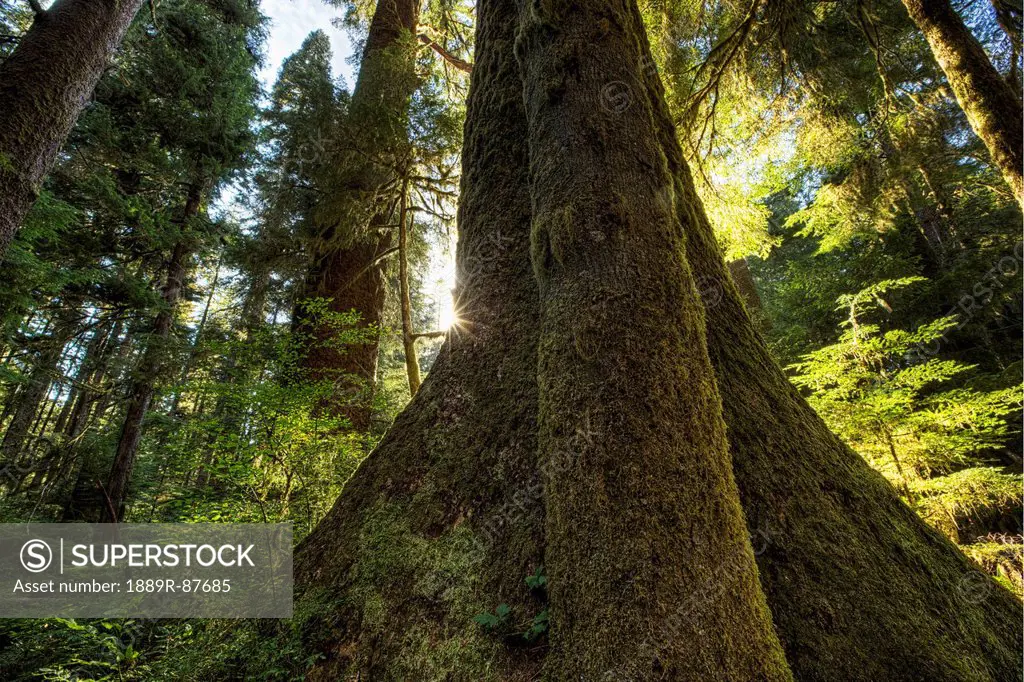 Large Douglas Fir Trees In The Stoltman Grove Of Carmanah Walbran Provincial Park;British Columbia Canada