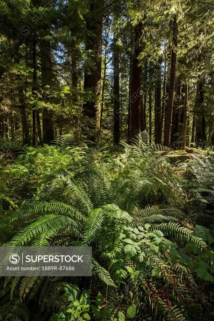The Vegetation Of Goldstream Provincial Park;Vancouver Island British Columbia Canada
