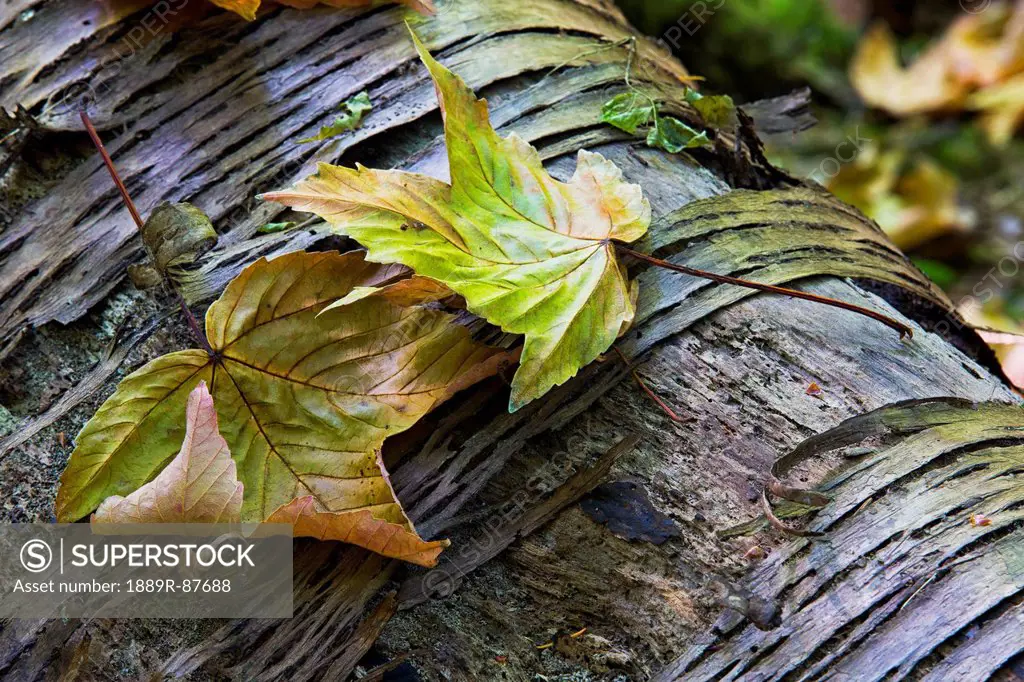 Maple Leaves In Autumn As They Lay Across A Rotting Log In A Forest;British Columbia Canada