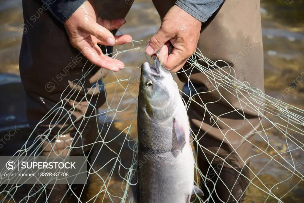 A Fisherman Pulls Red (Sockeye) Salmon (Oncorhynchus Nerka) From A Net At A Fish Camp On Six Mile Lake Near Nondalton Adjacent To Lake Clark National ...