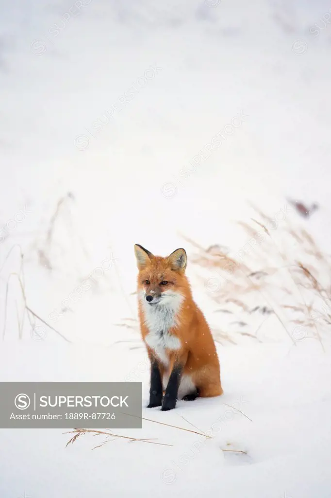Red Fox (Vulpes Vulpes) In The Snow Along The Shores Of The Hudson's Bay;Churchill Manitoba Canada