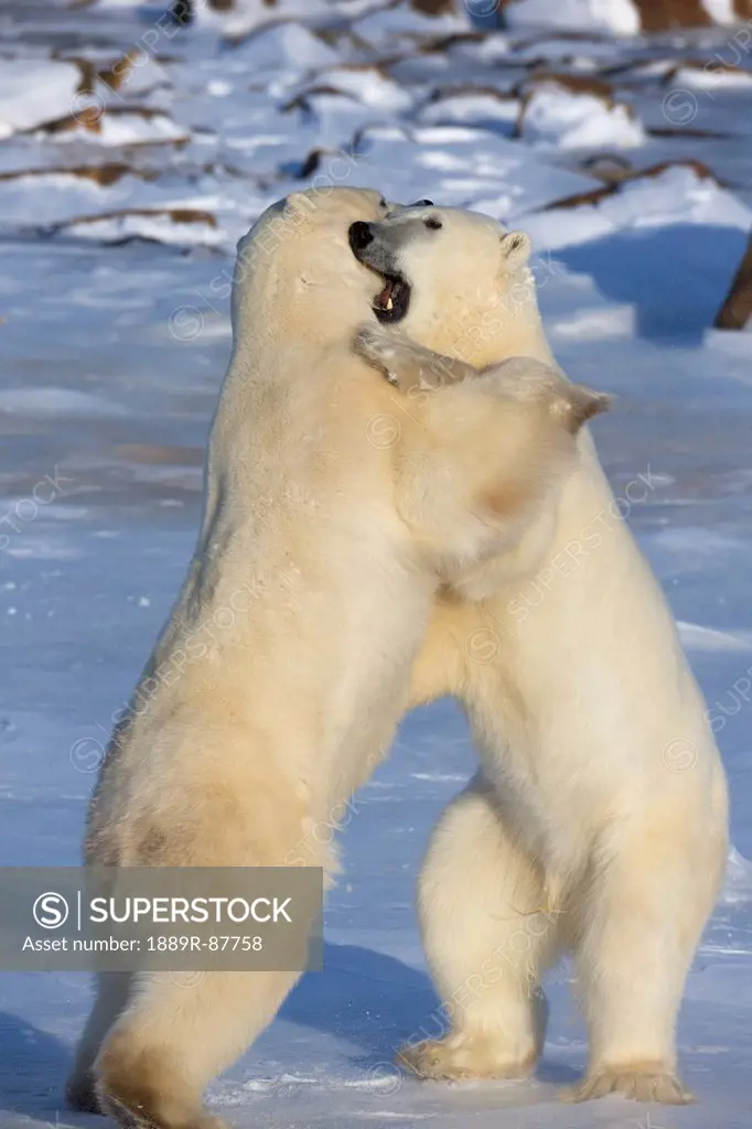 Polar Bears (Ursus Maritimus) Play Fighting Along The Shores Of Hudson's Bay;Churchill Manitoba Canada
