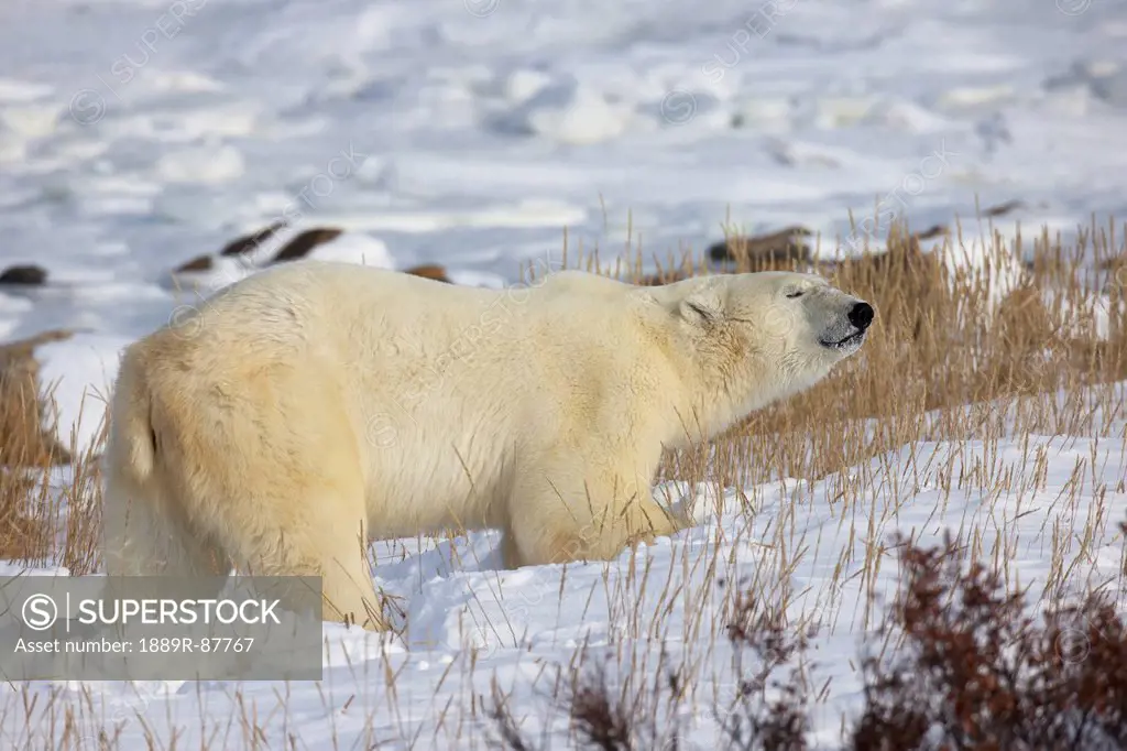 Polar Bear (Ursus Maritimus) In The Sunshine;Churchill Manitoba Canada