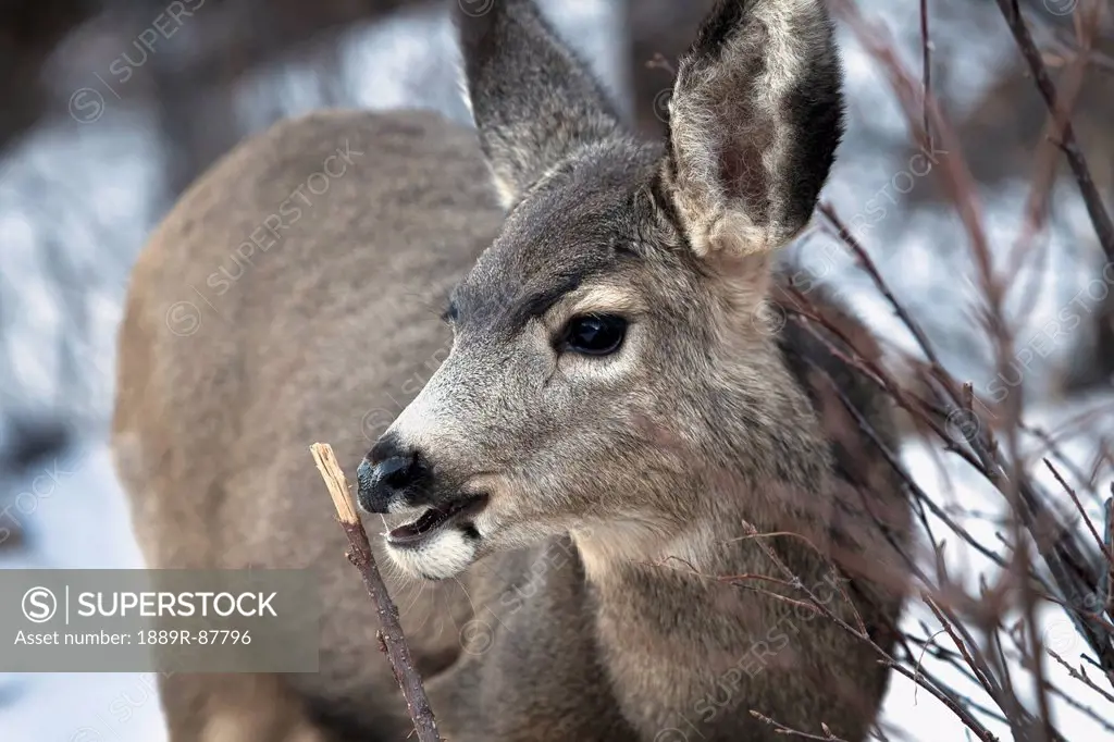 Mule Deer (Odocoileus Hemionus) In Snow;Denver Colorado United States Of America