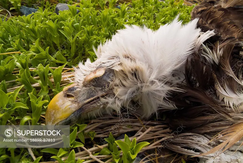 The Carcass Of A Bald Eagle (Haliaeetus Leucocephalus) Found Washed Up On The Shore Of Middleton Island In Spring;Alaska United States Of America