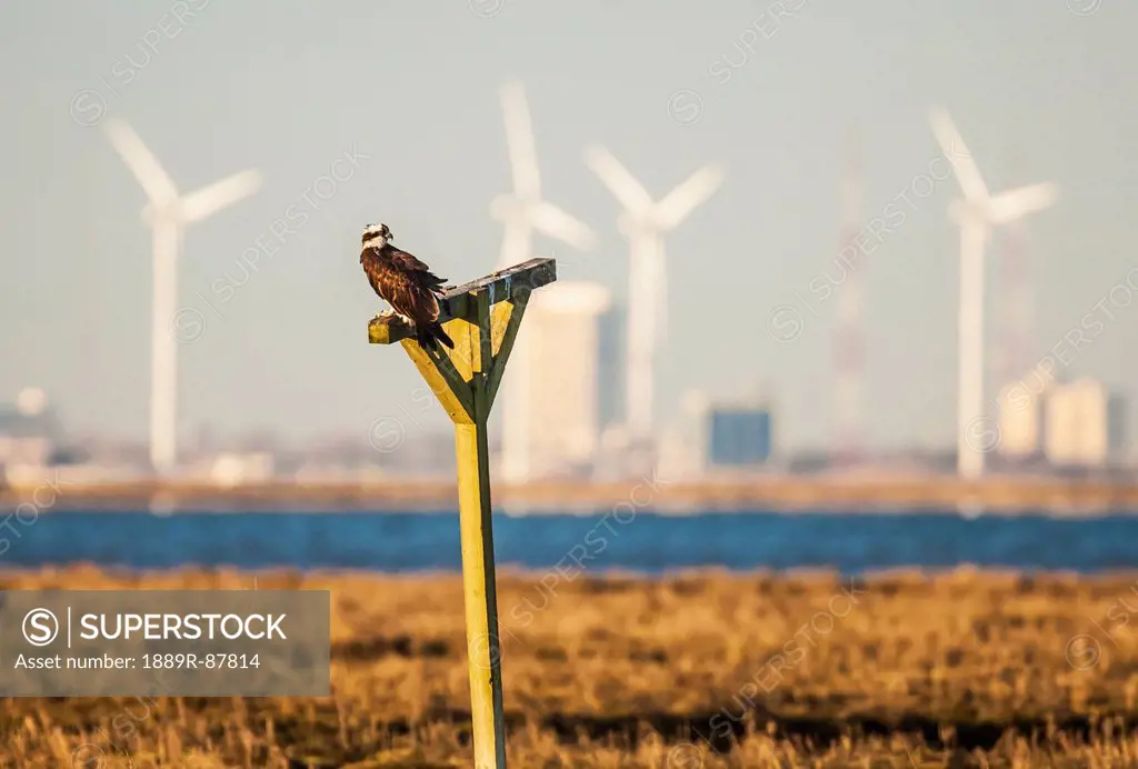 An Osprey (Pandion Haliaetus) Sits On A Manmade Perch In The New Jersey Wetlands With A Wind Farm In The Background;Oceanville New Jersey United State...