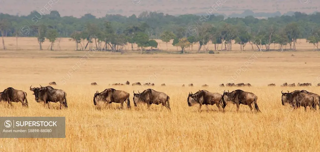 Migration Of Wildebeest;Maasai Mara Kenya