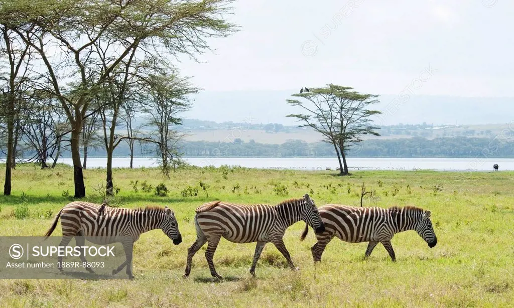 Zebras Roaming In A Field With A Lake In The Background In Lake Nakuru National Park;Kenya