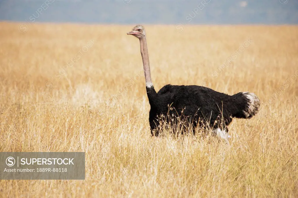 Ostrich (Struthio Camelus) In The Grass;Maasai Mara Kenya