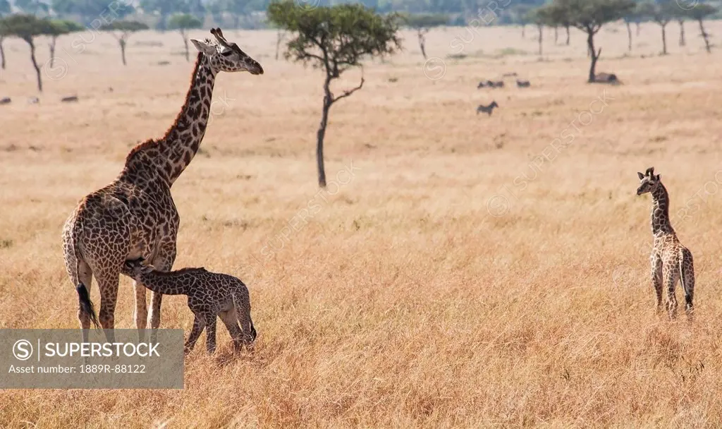 A Giraffe (Giraffa Camelopardalis) With It's Young In Maasai Mara National Reserve;Maasai Mara Kenya