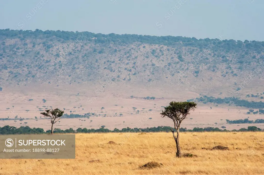 Landscape Of The Maasai Mara National Reserve;Maasai Mara Kenya