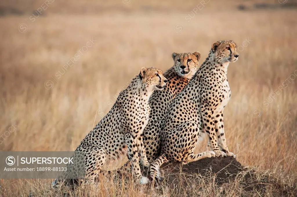 Three Cheetahs Standing Together With A Watchful Eye In The Maasai Mara National Reserve;Maasai Mara Kenya