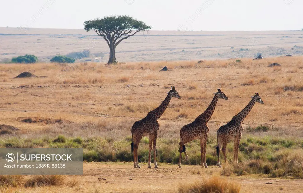Three Giraffes Standing In A Row With The Landscape Of The Maasai Mara National Reserve;Maasai Mara Kenya