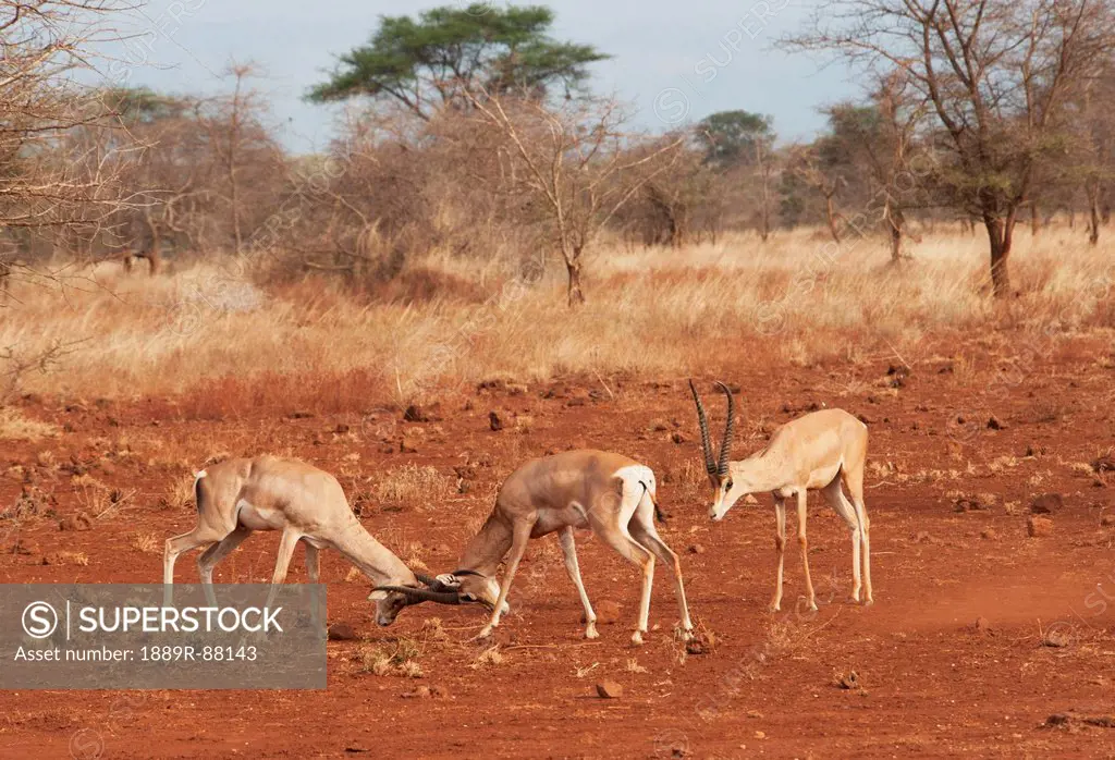 Gazelles In Conflict Using Their Antlers In The Maasai Mara National Reserve;Maasai Mara Kenya