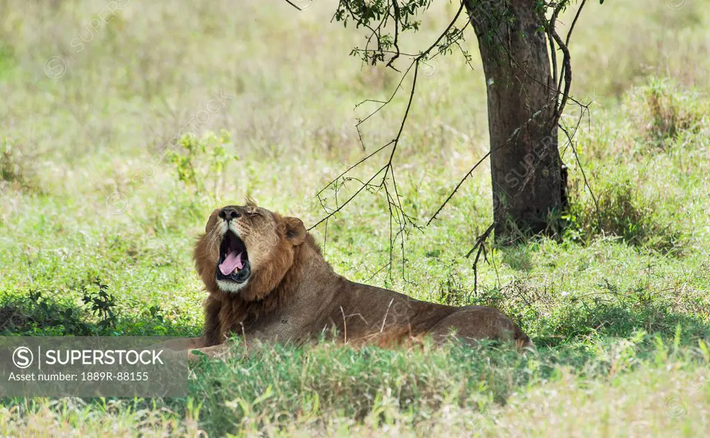 A Lion Yawns As It Lays In The Shade In The Maasai Mara National Reserve;Maasai Mara Kenya