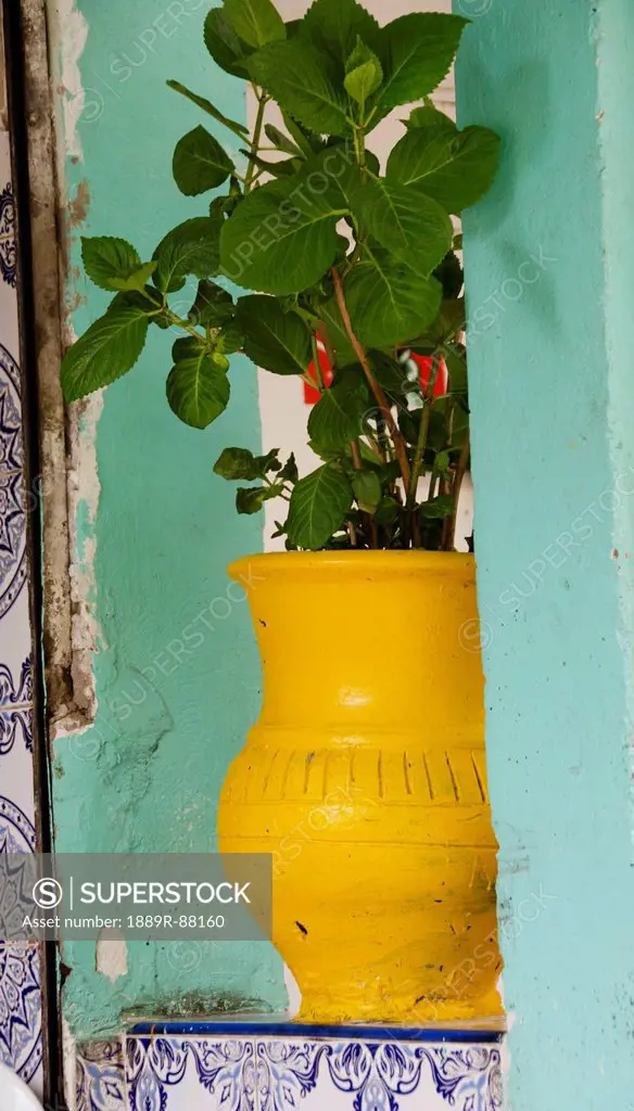 A Plant Growing In A Bright Yellow Pot;Marrakech Morocco